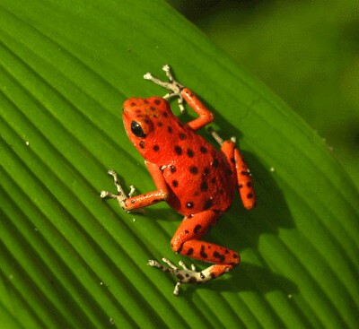 Grenouille toxique de Klesh